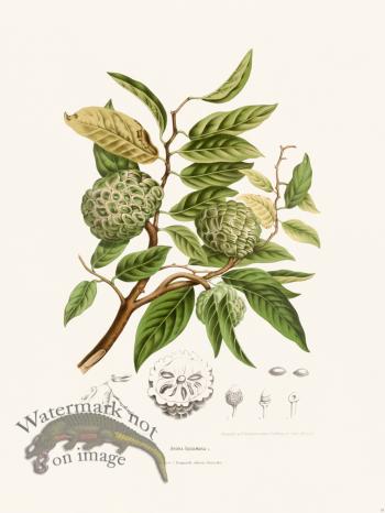 Horticulture of Java 18